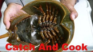 Catch And Cook: 450 Million Year Old Living Fossil - Horseshoe Crab