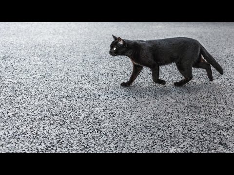 Video: Nëse Qeni E Preu Putrën