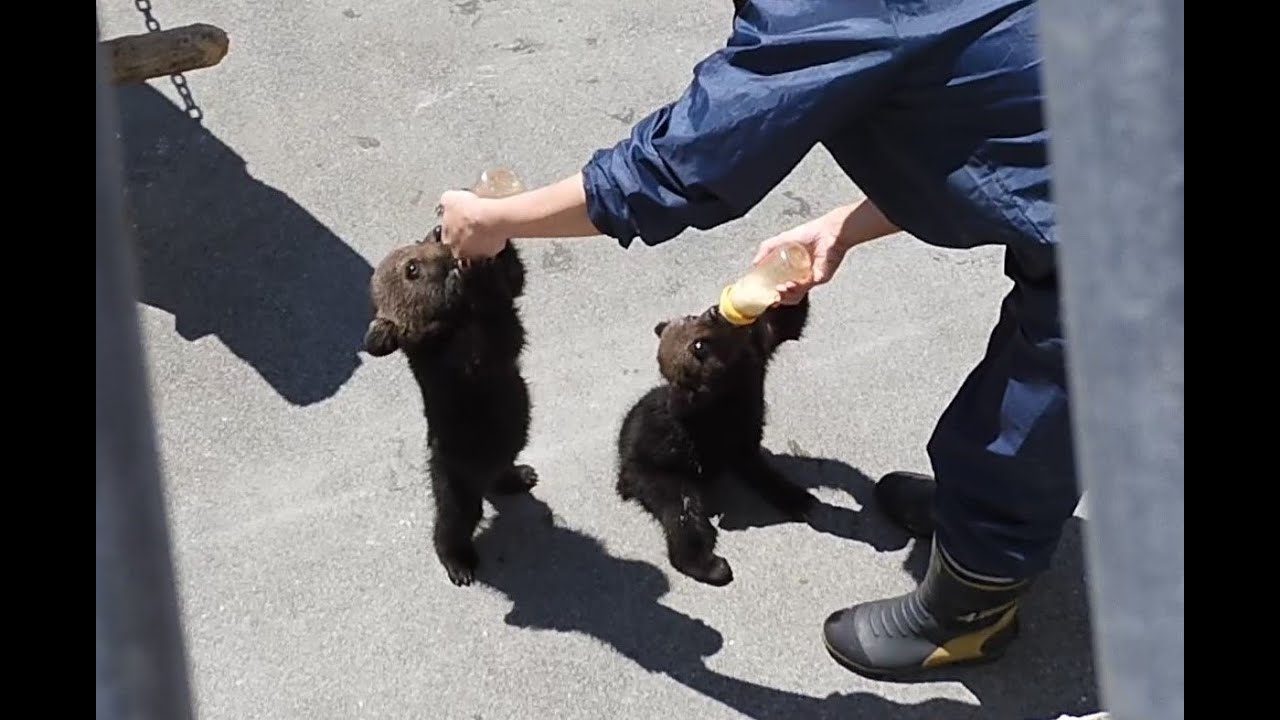昭和新山クマ牧場　今年生まれた子熊たちがデビューしていました‼　　　2022-05-08
