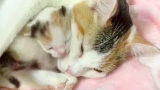 保健所から保護された親子猫 母猫が子猫を抱きしめ続け子育ての喜びを目一杯感じる Youtube