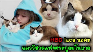 HBD luca นะคะ แมววิชวลแห่งตระกูลมโนบาล สุขภาพเเข็งเเรงน้า