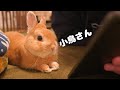 くつろぎながら喋る小鳥さんをガン見しているウサギが可愛かったです【No.406】