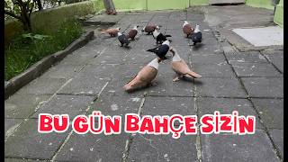 Bütün Çakçilli Güverci̇nler Bahçede (Yanlarina İsi̇mli̇ Posta Yavrulari Da Saldim)