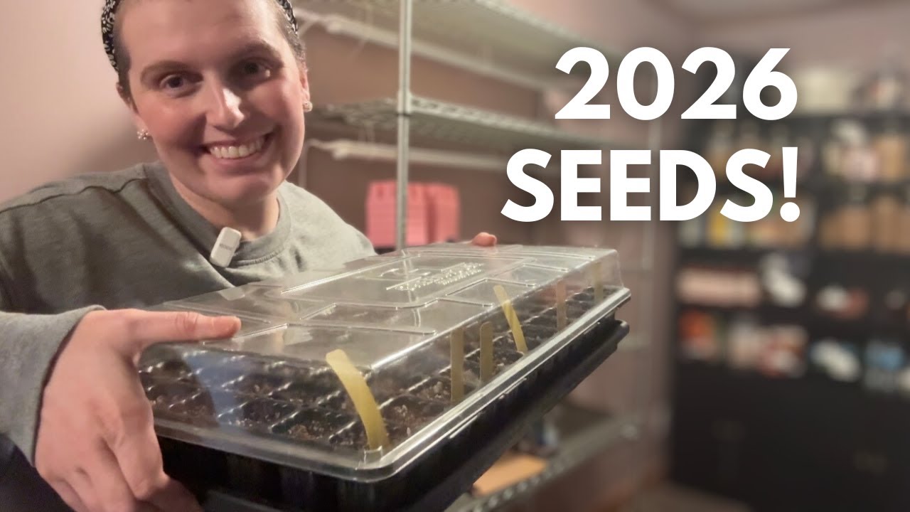 Посадка семян лука | Закупка семян в 2026 году