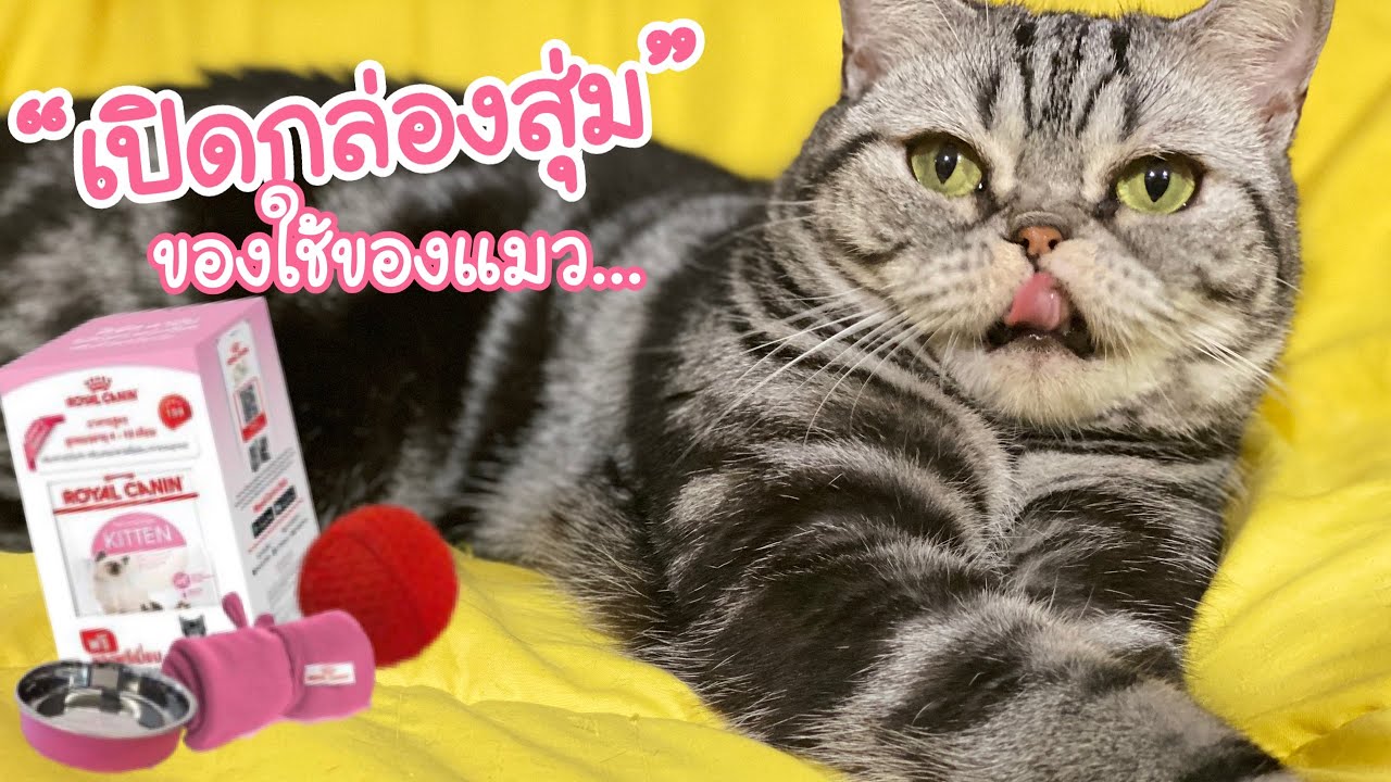 เปิดกล่องสำหรับชาวทาสแมวกันแล้วนะ กับ"Royal Canin Limited edition kit" ต้องมาลุ้นเองว่าข้างในคืออะไร | สรุปข้อมูลโดยละเอียดที่สุดเกี่ยวกับอาหาร แมว royal canin ราคา