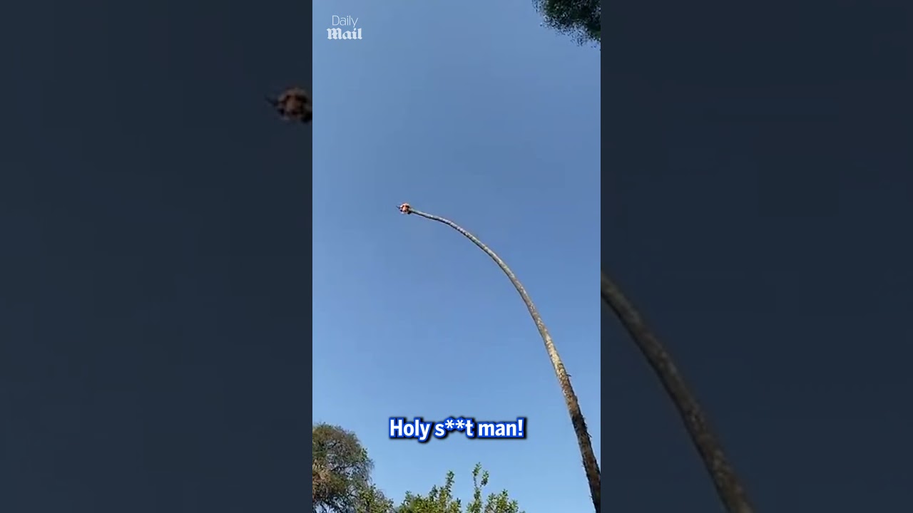 Heart-stopping moment man holds on to swaying palm tree