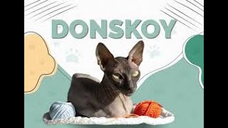 Top 10 Purr Fect Facts About Donskoy Cats by puspusmeowmeow 199 views 3 weeks ago 3 minutes, 7 seconds