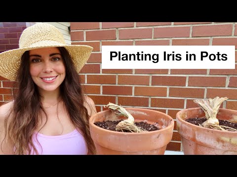 Video: Growing Container Iris Plants: How To Grow Iris in Planters