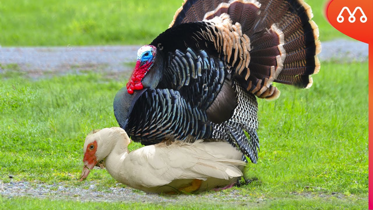 Индейский крест с лапой