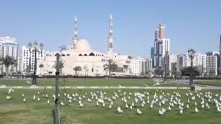 King Faisal Mosque Sharjah, UAE ?| Captured By Elder Brother?