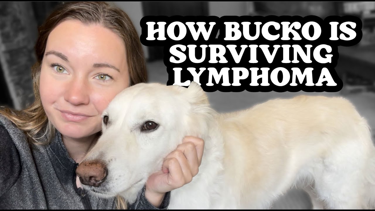 My Dog's Medication & lymphoma Symptoms - Cancer Update - Minnesota Dog - Treatment