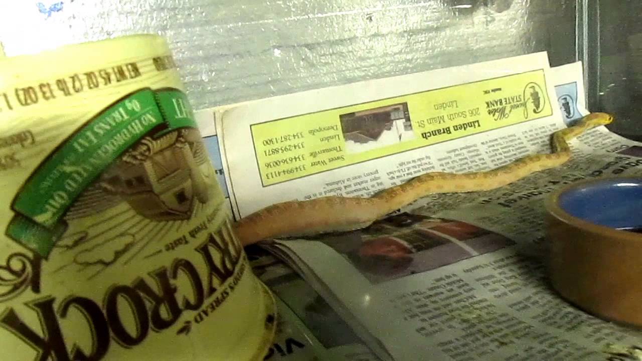 video phone beyonce mp3 4TH OF JULY SNAKE UPDATE