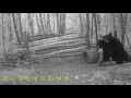 Black bear boar breeding sow