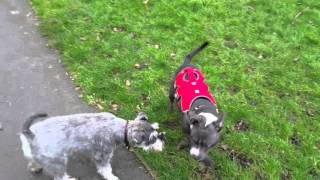 My Staffy Trying To Get Older Dog To Play With Him.