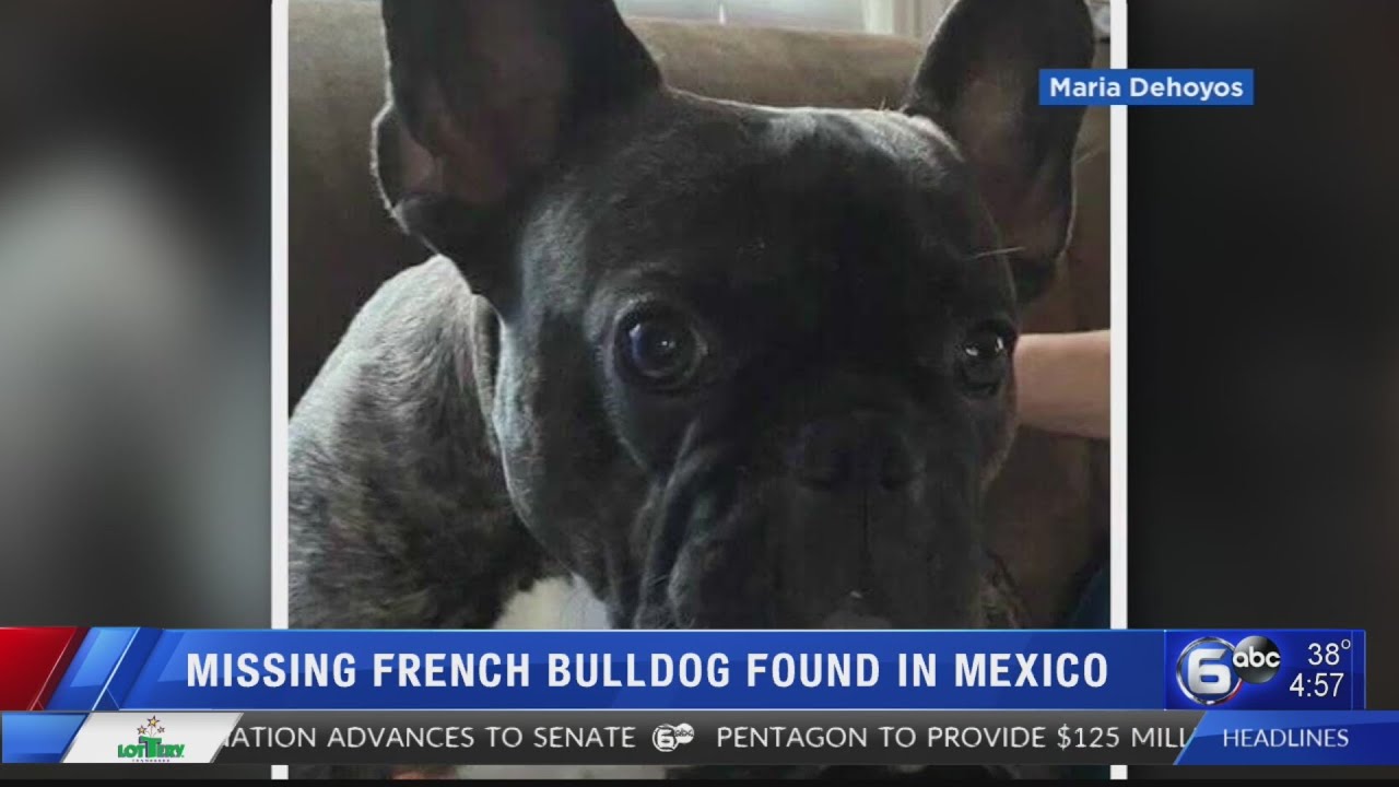 Missing French bulldog shows up 500 miles away in Mexico YouTube