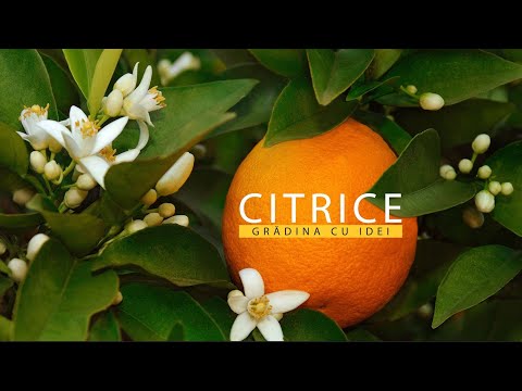Video: Creșterea portocalilor: informații despre îngrijirea unui portocal