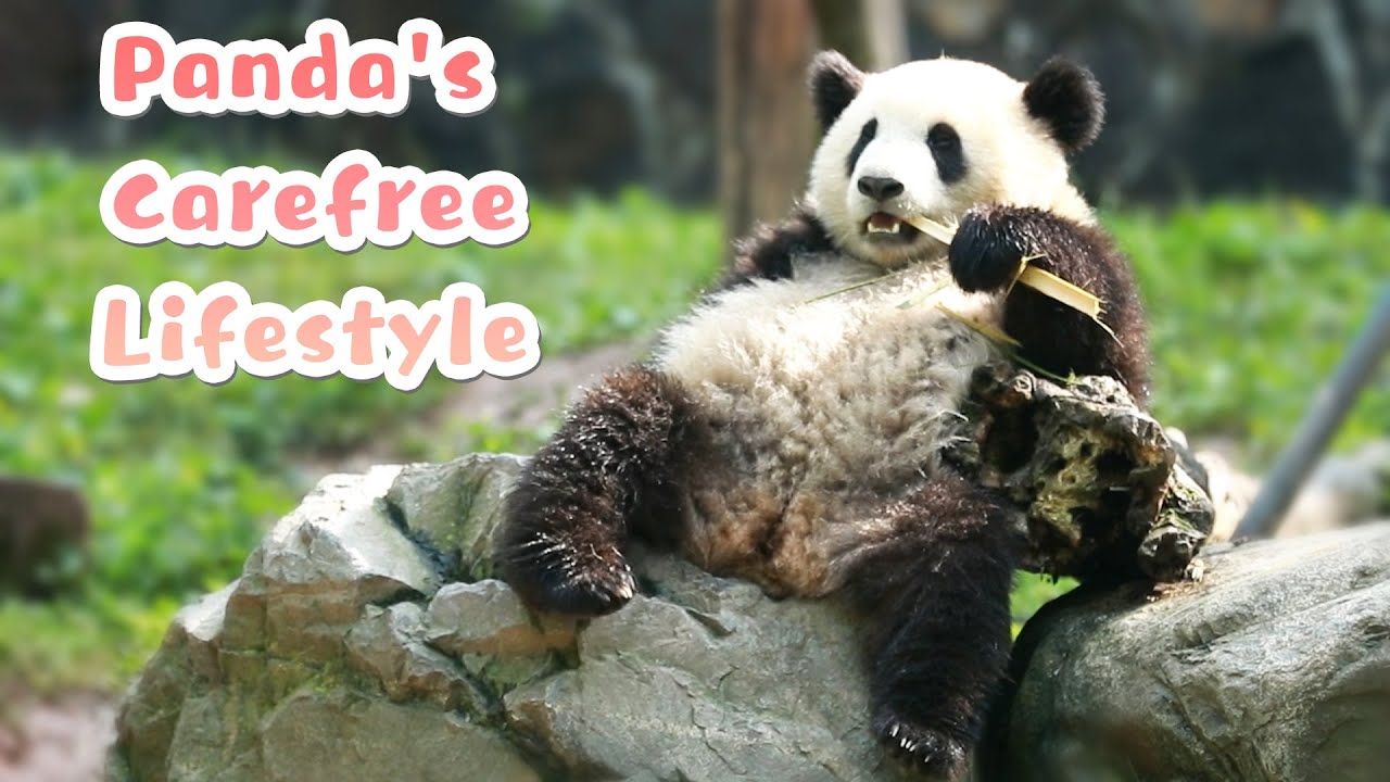 ⁣Those Untidy Pandas Who Live A Carefree Life | iPanda
