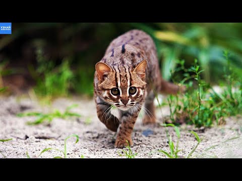 Пятнисто-рыжая кошка – самая маленькая дикая кошка в мире!