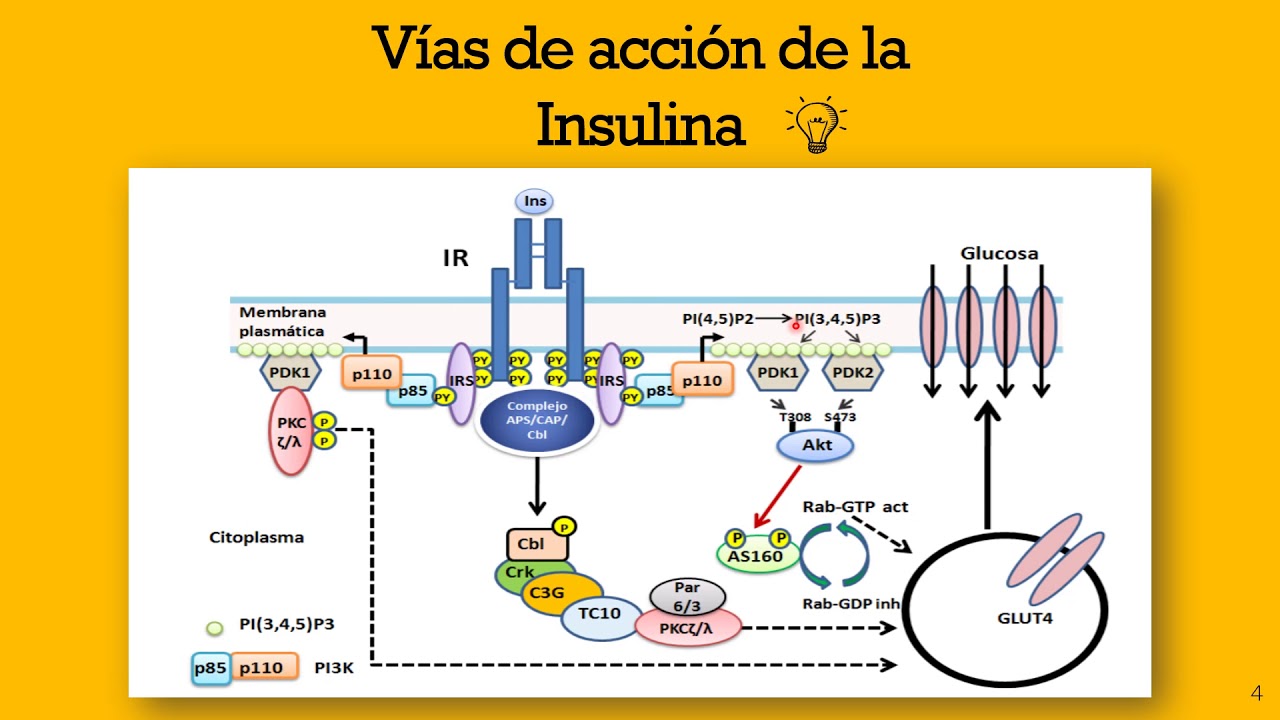 Señalización de la insulina desde la activación del receptor hasta el
