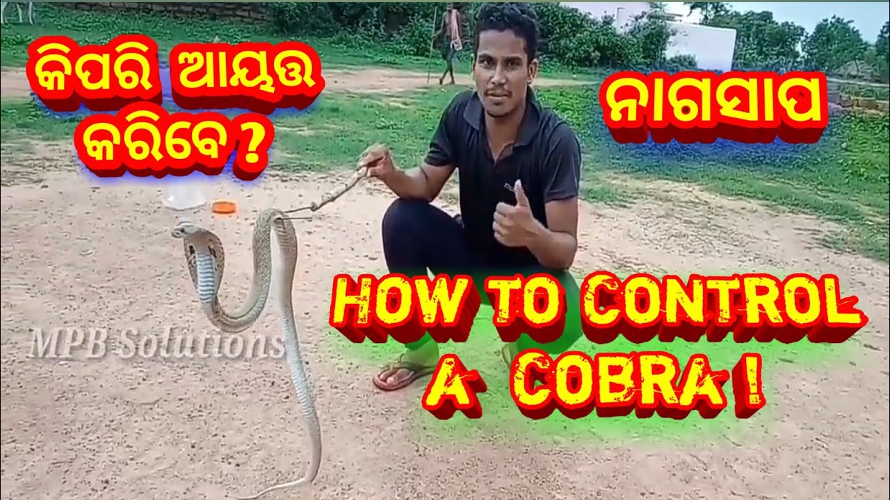 camera iphone 8 plus apk ପଦ୍ମନାଗ||भारतीय नाग||Cobra Snake Rescue By MPB Solutions| Dhenkanal Snake Helpline|Bhubaneswar Snake