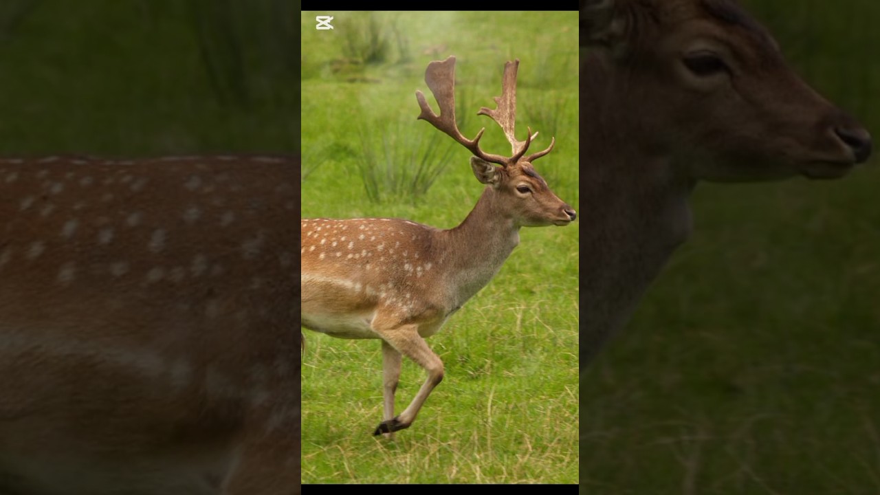 5 most precious animals in the world