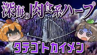 【謎生物】深海のモンスター！？タテゴトカイメン【へんないきもの#95】