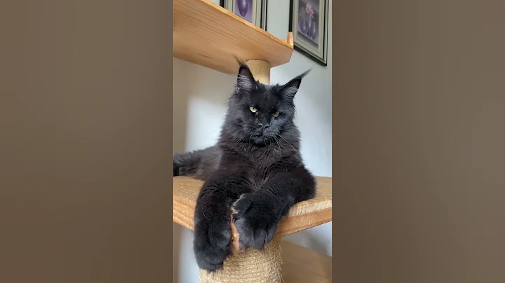 Video 11258091: maine coon cat black, pure maine coon