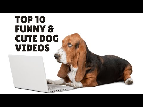 Top 10 Funny and Cute Dog Videos