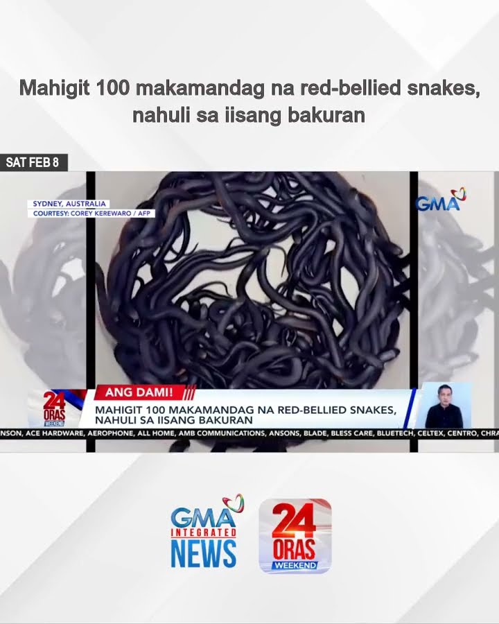 Mahigit 100 makamandag na red-bellied snakes, nahuli sa iisang bakuran | 24 Oras Weekend
