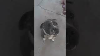 Update on injured pitbull: Looks like someone is feeling better. 🥰 by Sun Village Animal Rescue 924 views 11 months ago 1 minute, 17 seconds