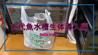 ベタN＆M　古代魚水槽生体導入編【アクアリウム】【熱帯魚オスカー】
