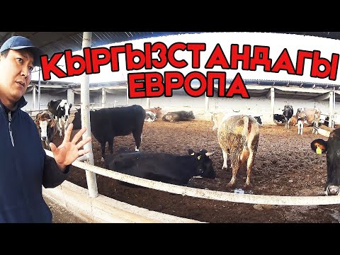 Video: Нефи чыныгы адам беле?