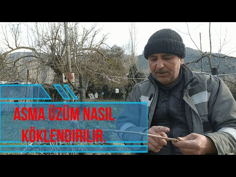 basit asma üzüm nasıl köklendirilir. #üzüm #asma #köklendirme