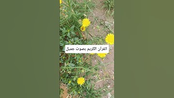 القرآن الكريم بصوت جميل #عبدالرحمن_مسعد #عبدالرحمن_مسعد_تلاوة_جديدة #اكسبلور #qoraniyat423 #quran