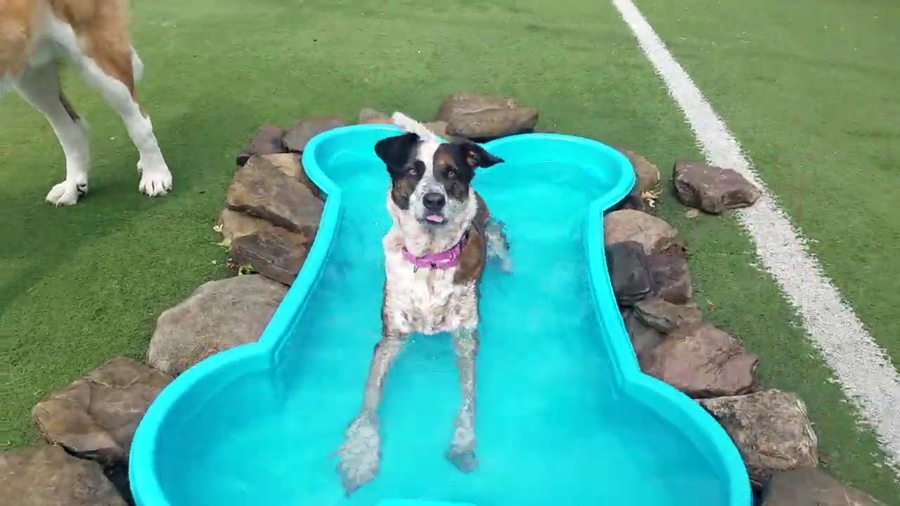 Playtime at Dogs On The Farm & Cats Too!