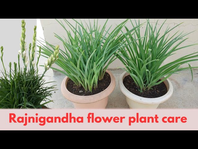 Rajnigandha Flower Plant Care How To