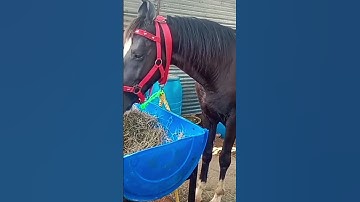 Thumbnail of Kaneeril/sad song/love melody/horse