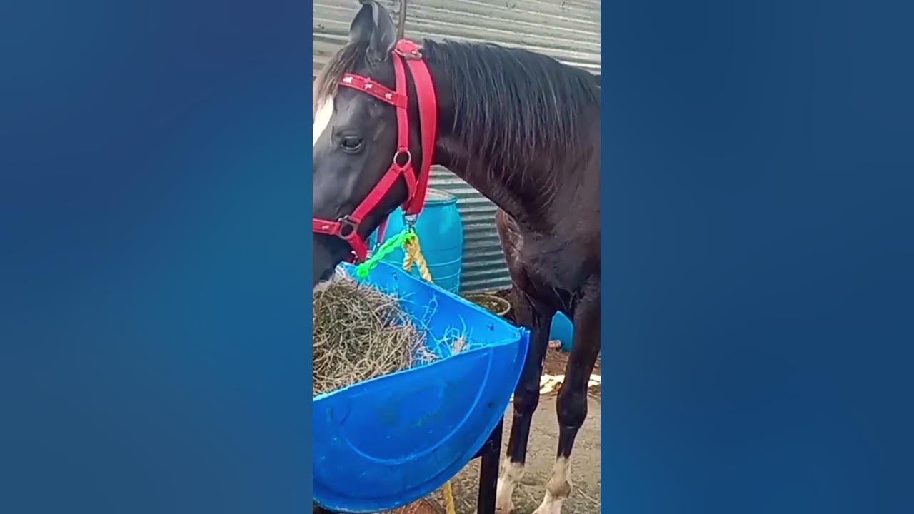 Kaneeril/sad song/love melody/horse
