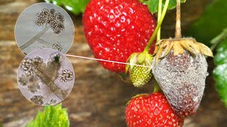 Prevent the appearance of rot on strawberries in a simple and natural way