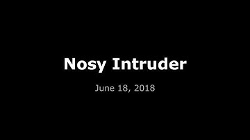 Nosy Intruder - Video security cameras catch intruder at construction site