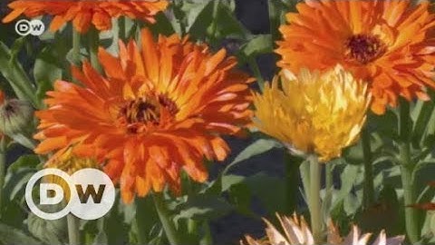 Digital garden: Just a toy or healthy living? | DW English