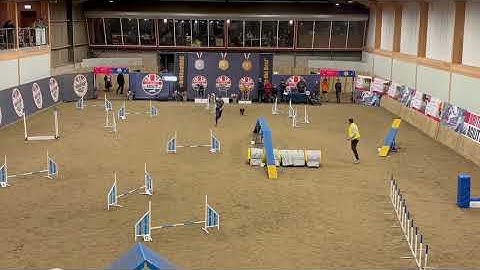 Will & Brave - British Agility Championships 2025 Grand Final - E (willbacchus.com)