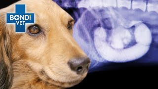 Sand 'Set Like Concrete' in Sausage Dog's Stomach  | Bondi Vet Clips | Bondi Vet