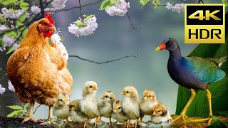 Cat TV Nature Video 4K HDR, Collection of Cute Chickens, Duck & Beautiful Birds for Cats to Watch #3