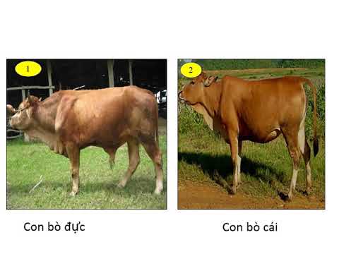 Khoa học lớp 5. Tuần 28_Sự sinh sản của động vật, của ếch, côn trùng