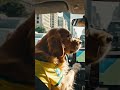 #brazil #avenidapaulista #brazillifestyle #pov #uber #uberdriver #aishorts #aigenerated #shorts