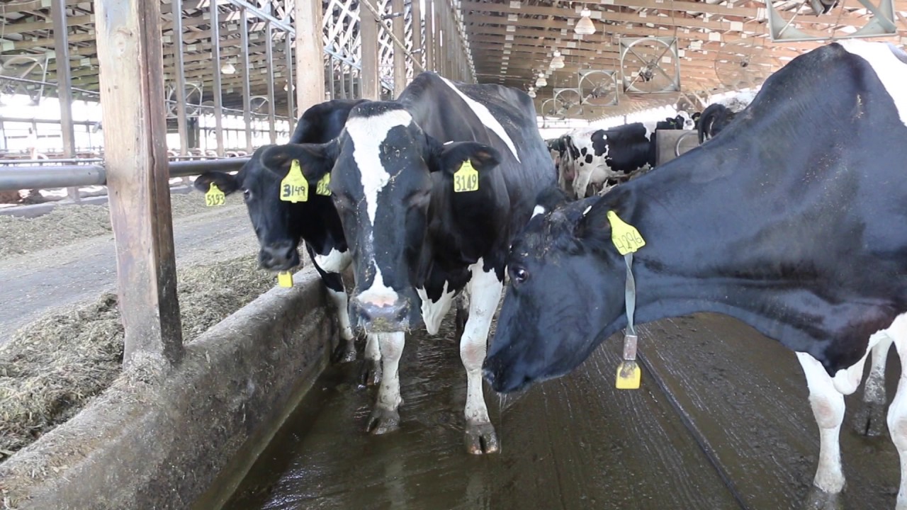 Environmental Control of Livestock and Poultry Housing