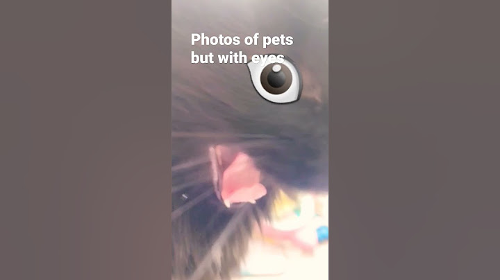 photos of cats but with eyes #cats #wewewewe #meme