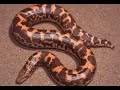 Sand boa(Erycinae): group police custody: