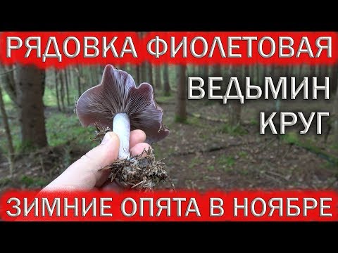 🍄РЯДОВКА ФИОЛЕТОВАЯ ВКУСНЫЙ ГРИБ!💥ВЕДЬМИН КРУГ.🍄ЗИМНИЕ ОПЯТА В ПОДМОСКОВЬЕ.🔥Хочу за грибами!!!